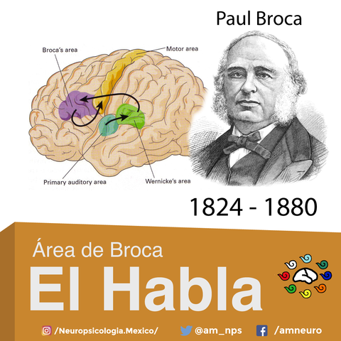 Broca centro del habla