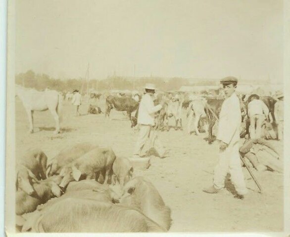 Ganadería de La Laguna