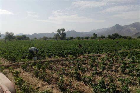 Agricultura en La Laguna