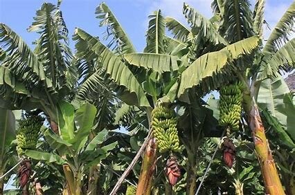 Inicios de exportación de los plátanos