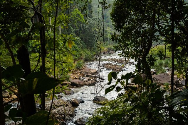 Bosque  de Sinharaja en Sri Lanka