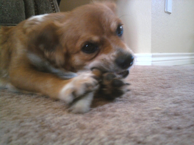 Got my first dogs :)