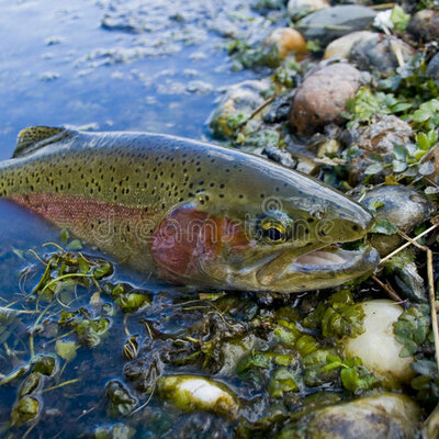 Timeline: Somministrazione test