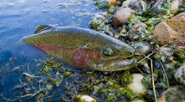 Timeline: Somministrazione test