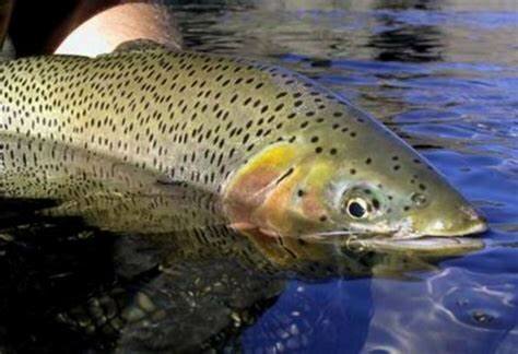 Presentazione della tematica