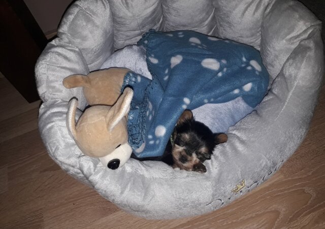 Arriba el meu gos a casa