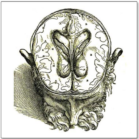 Parte agua de la neuroanatomia