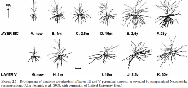 Neurociencia actual