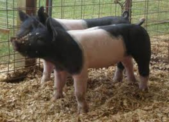 Began Showing Pigs