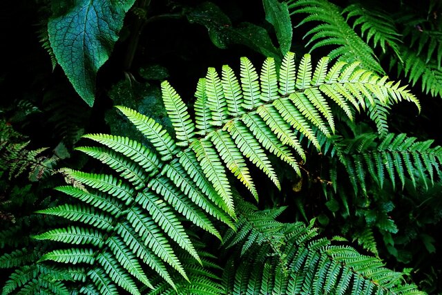 El área protegida mas antigua