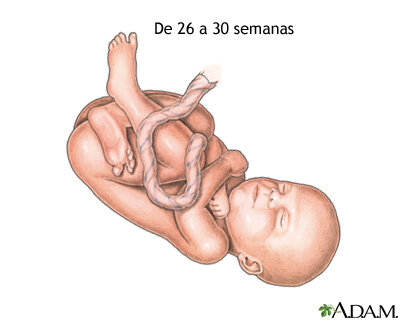 Semanas 27 a 30