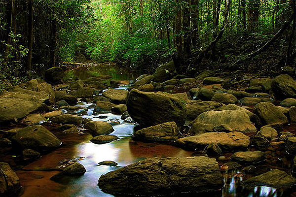 Bosque de Sinharaja - Sri Lanka