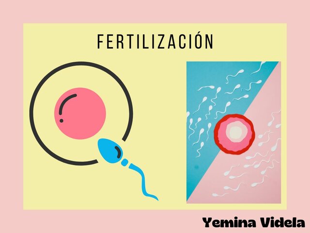 Fertilización