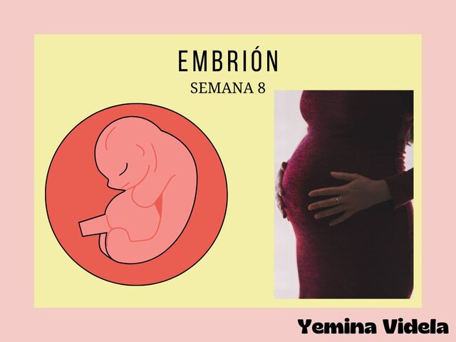 Embrión