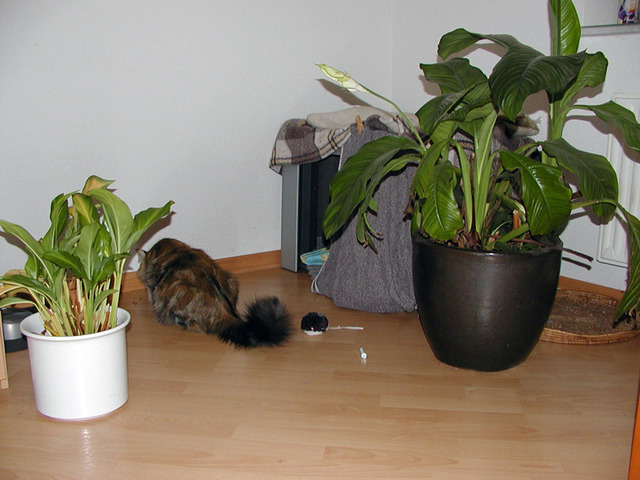 Mugje is er klaar voor - en wij ook