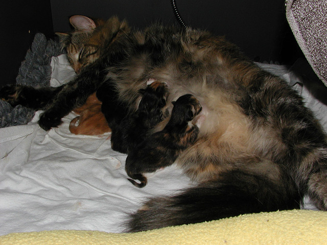 De kittens zijn geboren!