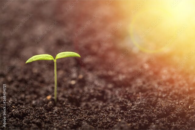 The Emergence of Probability