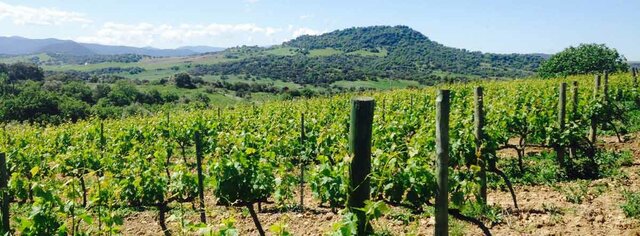 Primeras viñas en españa