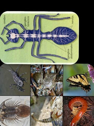 Origen de los cerebros segmentados