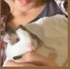 Adopció d'una cobaia