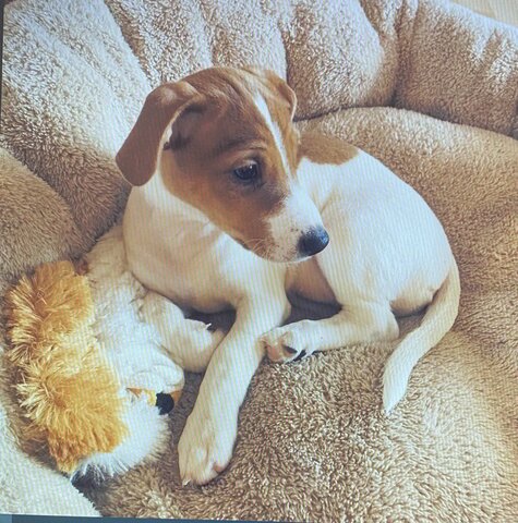 Luna Selene Karamell