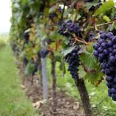 Timeline: La Vitis Vinífera