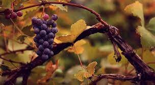 Origen aproximado de la Vitis Vinífera