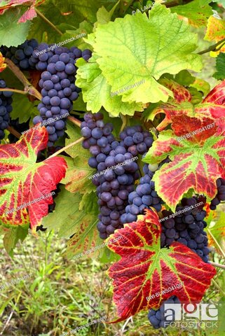 Primera bodega y su evolución
