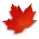 Maple leaf