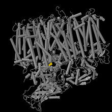 Fotosíntesis oxigénica