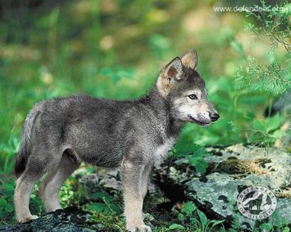 Torak finds Wolf cub