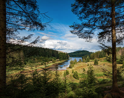 Birth of John Wallace (IV)