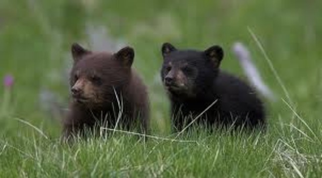 Lusa Finds Toklo with another bear, Ujurak