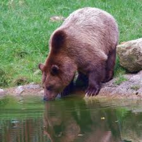 When Ujurak drank the water it tasted fine