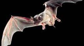 Timeline: Mexican Free-Tailed Bat Migration Timeline