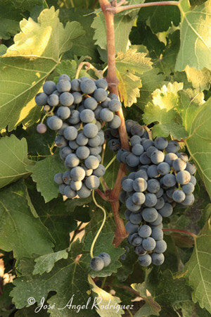 Aparición de la Vitis Vinífera