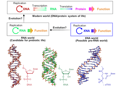 Els ribozims i els XNA