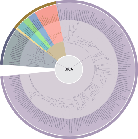 LUCA (Last Universal Common Ancestor)