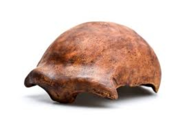 Neanderthal