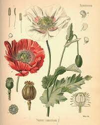 Importaciones del opio