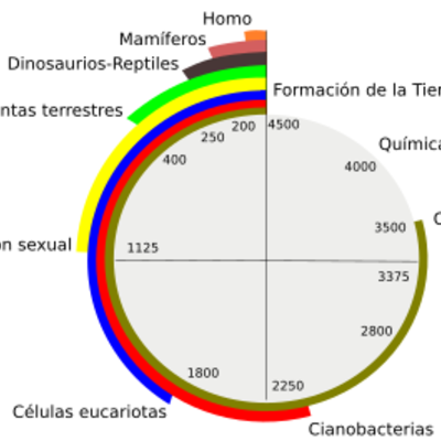 Timeline: LÍNEA DEL TIEMPO - EVOLUCIÓN