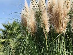 APARICIÓN DE LAS GRAMÍNEAS - Hace 55 Ma