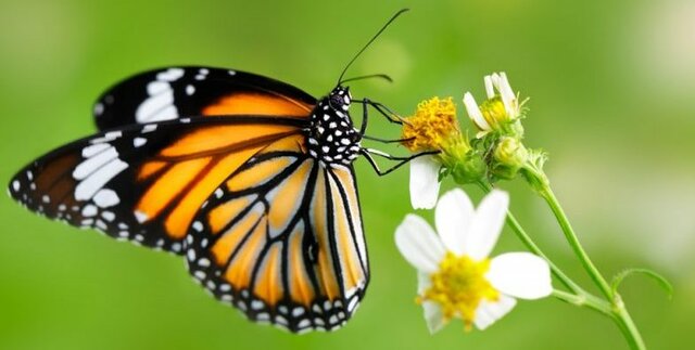 100 millones de años atrás