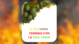 Timeline: La historia del aguacate