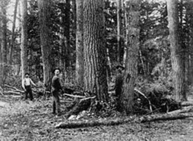 Start of Canadian Timber Trade