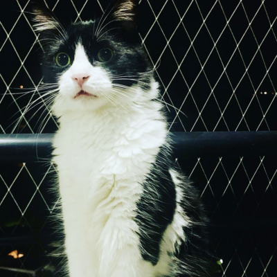 Timeline: My cat life!