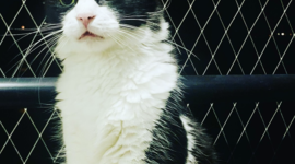 Timeline: My cat life!