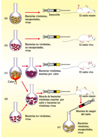 "Factor transformante"