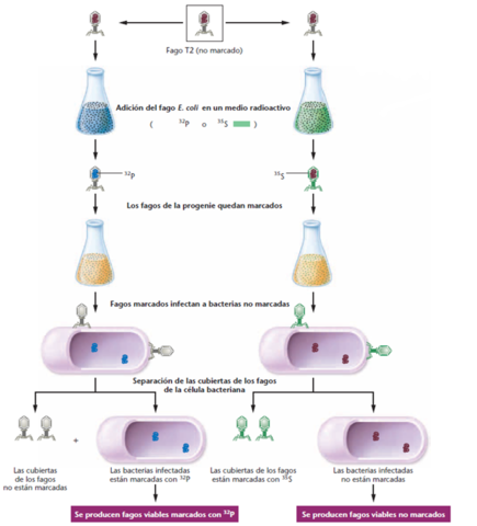 ADN como molécula responsable de la herencia
