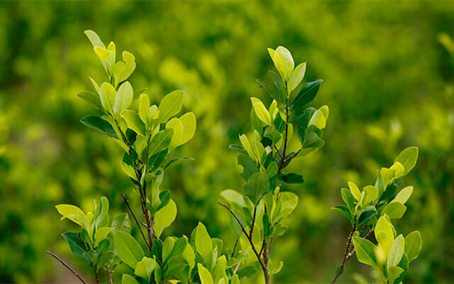 ¿Qué tomaban para controlar ese dolor?